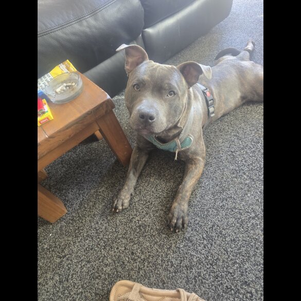 Staffordshire Bull Terrier