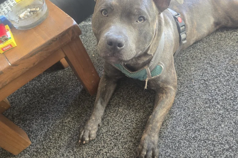 Staffordshire Bull Terrier