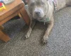 Staffordshire Bull Terrier