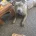 Staffordshire Bull Terrier