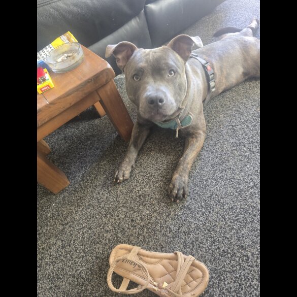 Staffordshire Bull Terrier