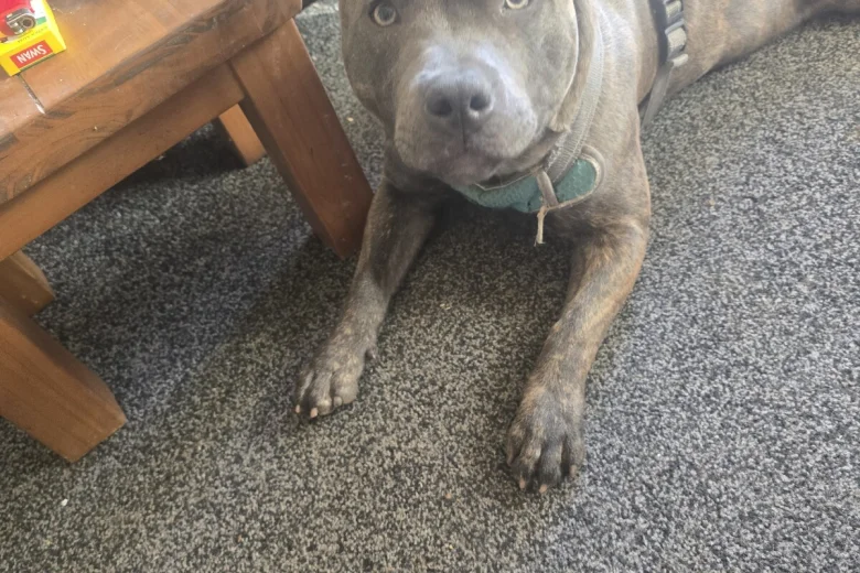 Staffordshire Bull Terrier