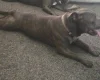 Staffordshire Bull Terrier