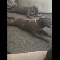 Staffordshire Bull Terrier