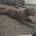 Staffordshire Bull Terrier