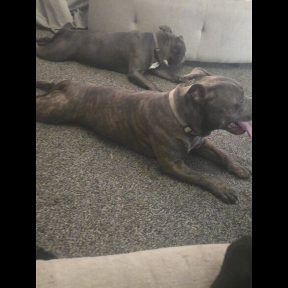 Staffordshire Bull Terrier