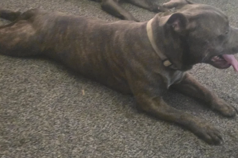 Staffordshire Bull Terrier