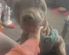 Staffordshire Bull Terrier