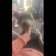 Staffordshire Bull Terrier