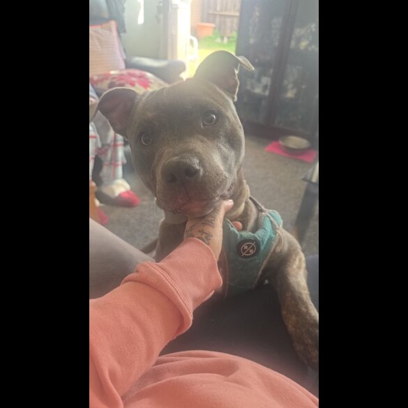 Staffordshire Bull Terrier