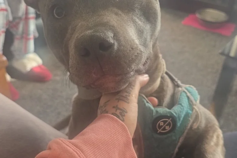Staffordshire Bull Terrier