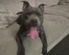 Staffordshire Bull Terrier