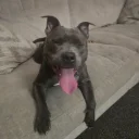 Staffordshire Bull Terrier