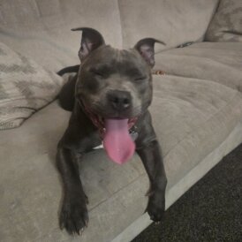 Staffordshire Bull Terrier