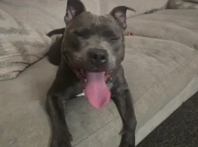 Staffordshire Bull Terrier