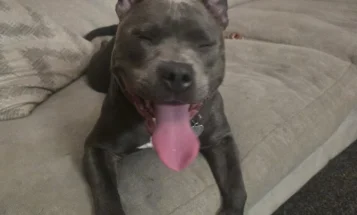 Staffordshire Bull Terrier