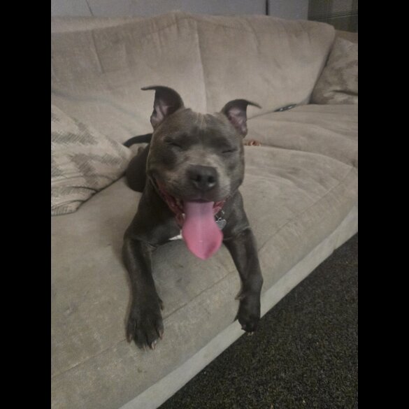 Staffordshire Bull Terrier