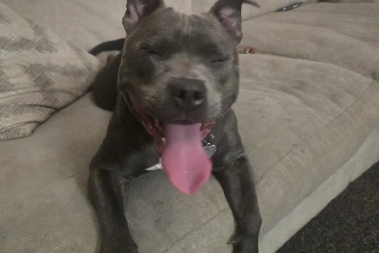 Staffordshire Bull Terrier