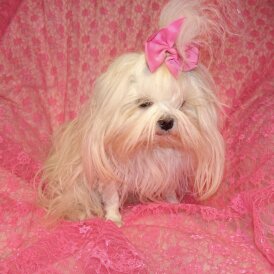 Maltese