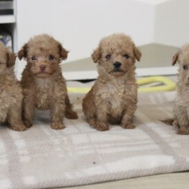 Maltipoo