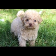 Maltipoo