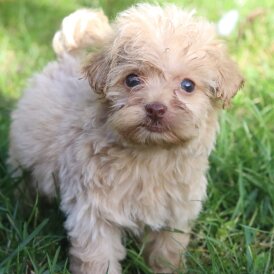 Maltipoo