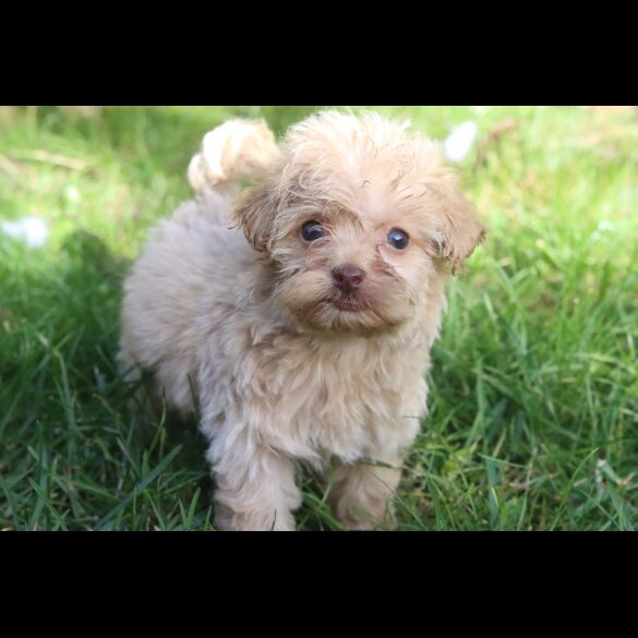 Maltipoo
