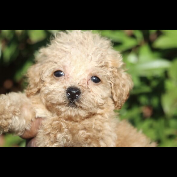 Maltipoo