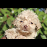 Maltipoo