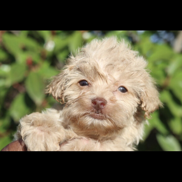 Maltipoo