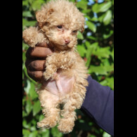 Maltipoo