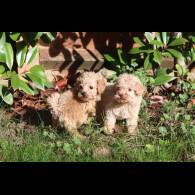 Maltipoo