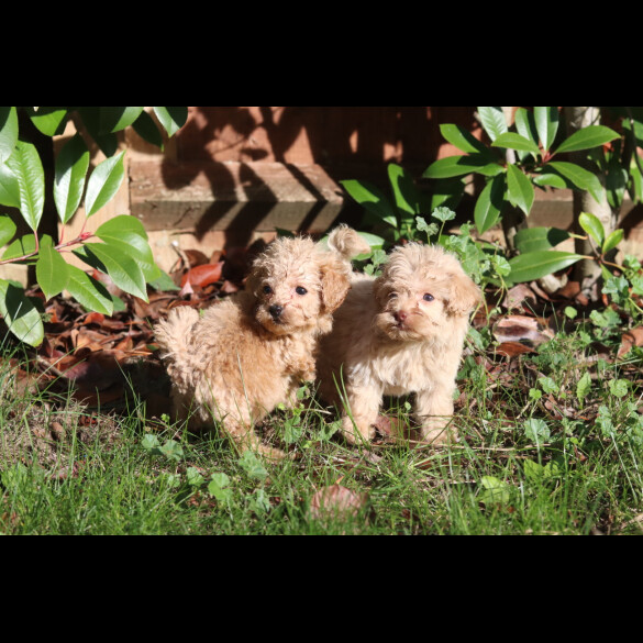 Maltipoo