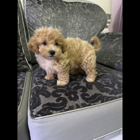 Maltipoo