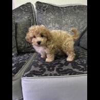 Maltipoo