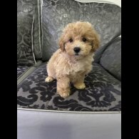 Maltipoo