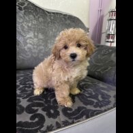 Maltipoo