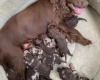Miniature Poodle