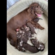 Miniature Poodle