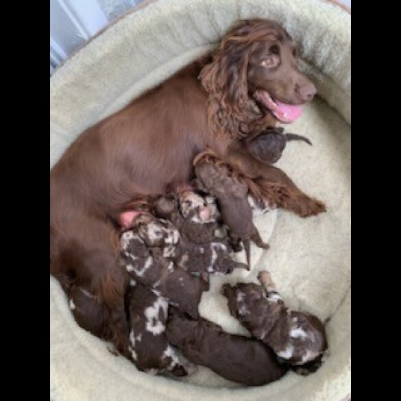 Miniature Poodle