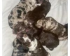 Miniature Poodle