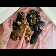 Miniature Poodle