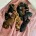 Miniature Poodle
