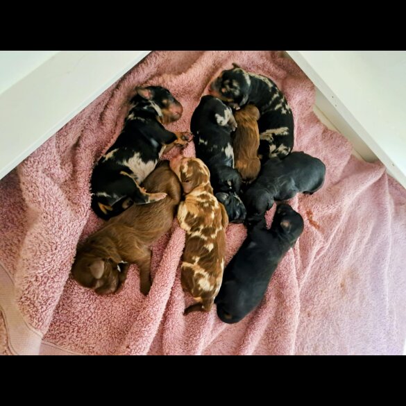 Miniature Poodle