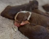 Miniature Poodle