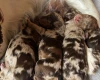 Miniature Poodle