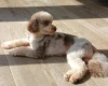 Miniature Poodle