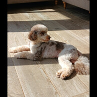 Miniature Poodle