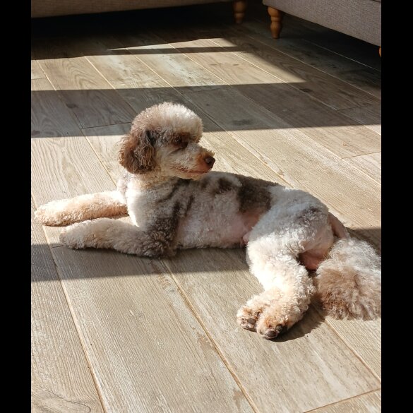 Miniature Poodle