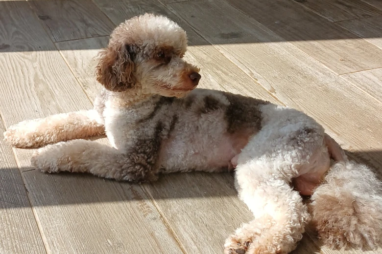 Miniature Poodle